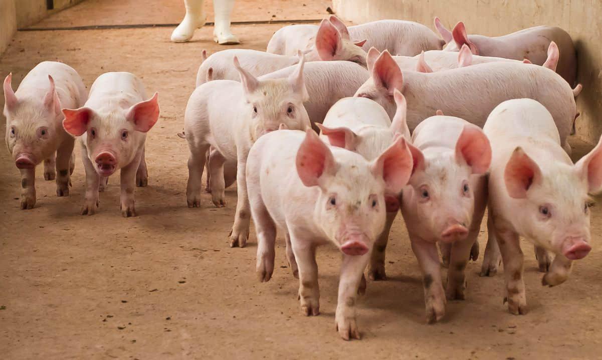 <p>The term pig butchering can be described as an unsuspecting victim or the “pig” being lured by malicious entities into forking over their money. The threat is growing at a rapid pace. </p>